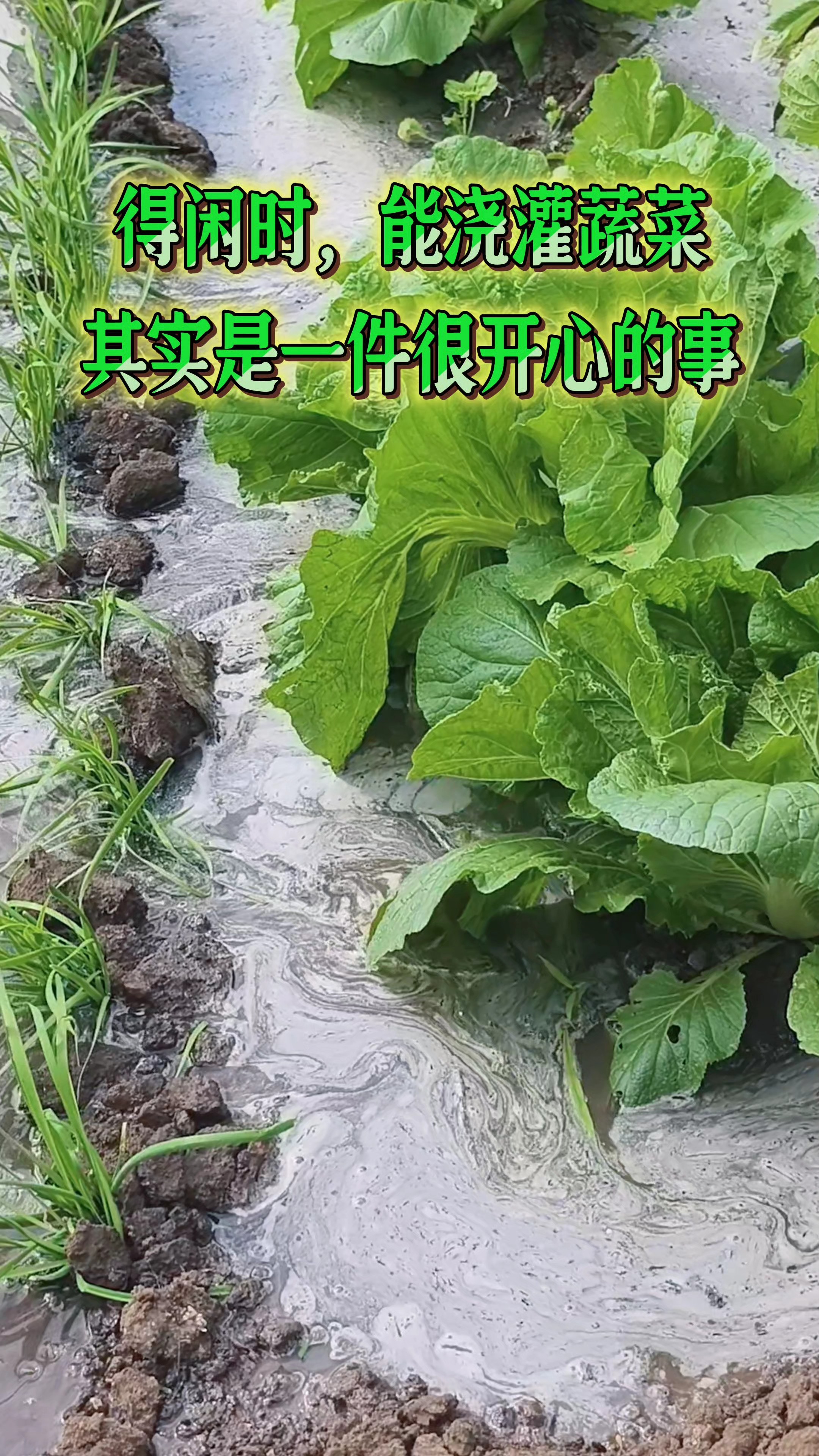 得闲时，能有机会浇灌蔬菜，其实是件很快乐的事（青岛/黄迪声）