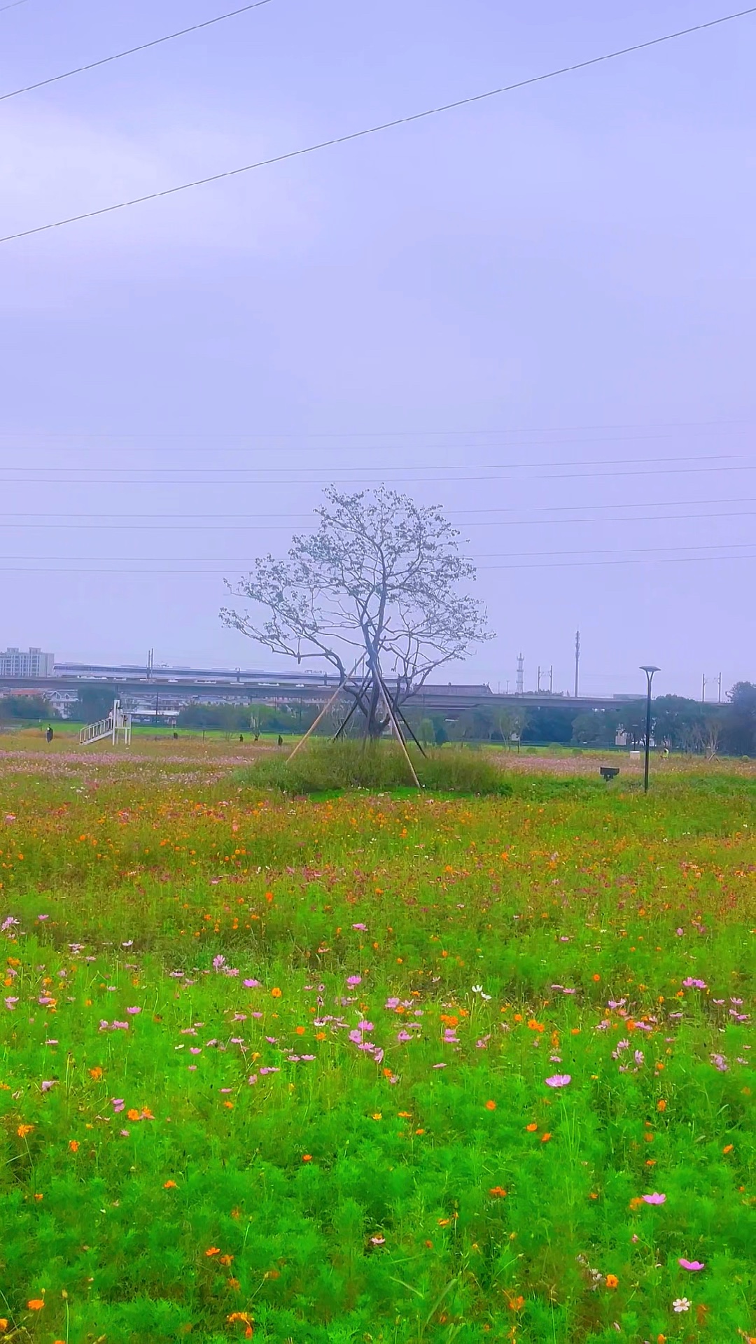 轨驰秋色里，花绽旷野间