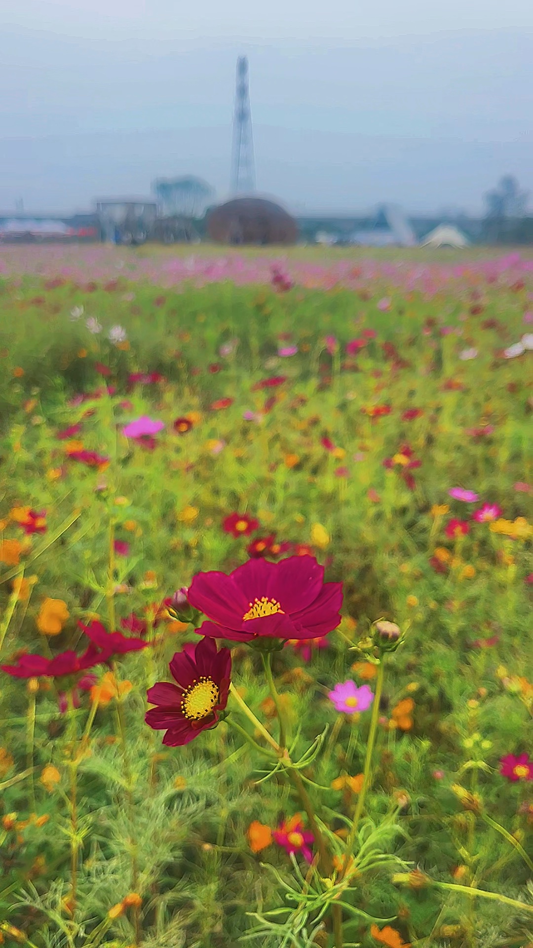 秋郊花漫野，格桑染清光
