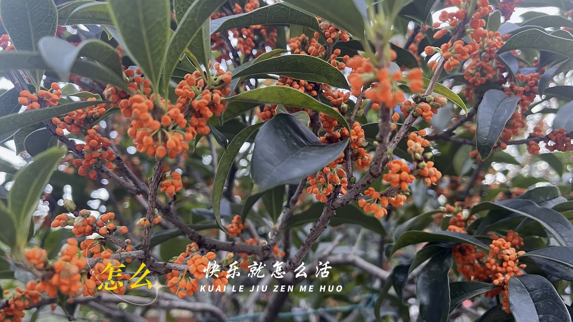 怎么高兴怎么过，桂花满园多快乐.摄影秋枫