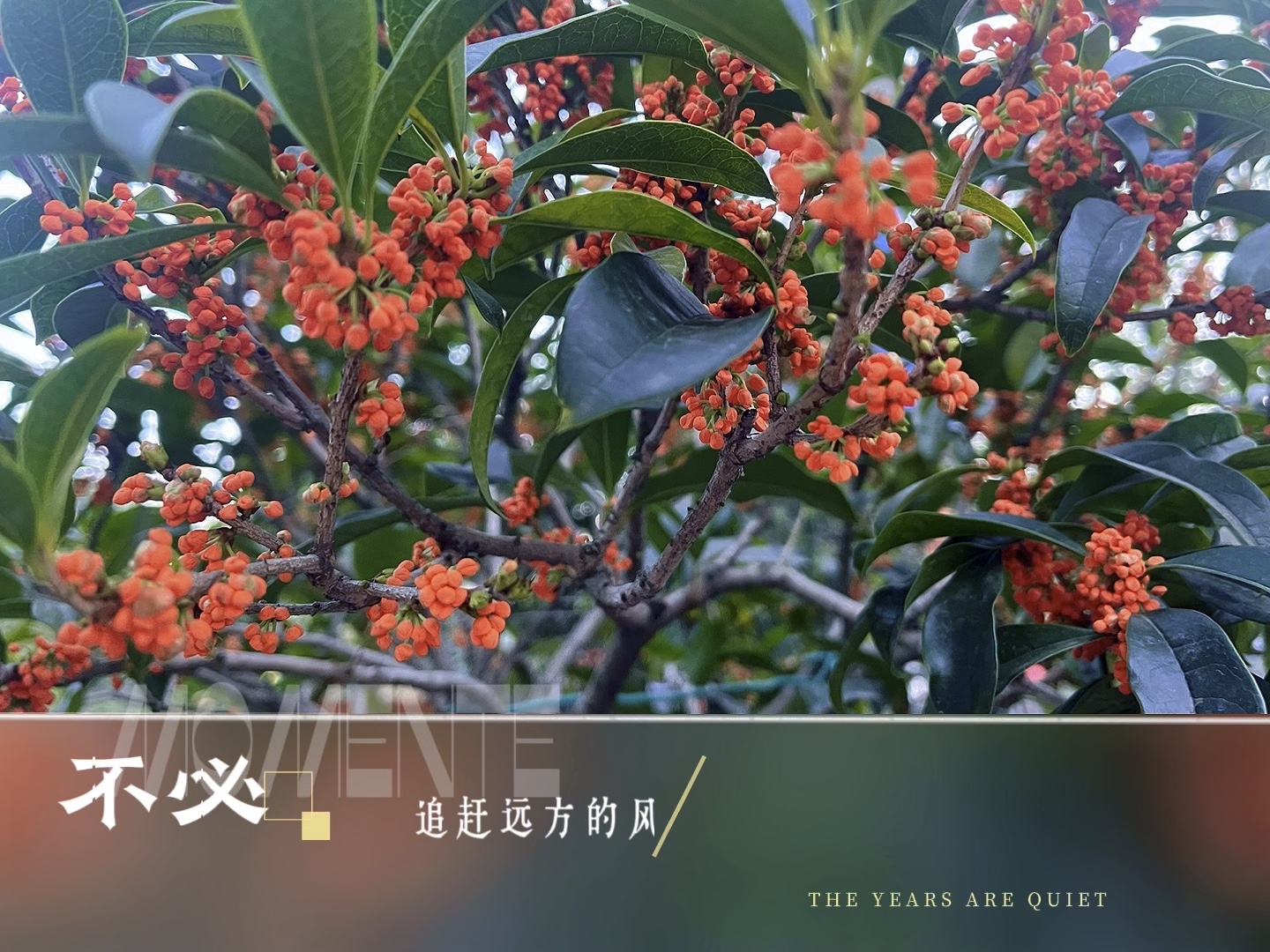 家乡桂花盛开，香飘四溢迎国庆.摄影秋枫