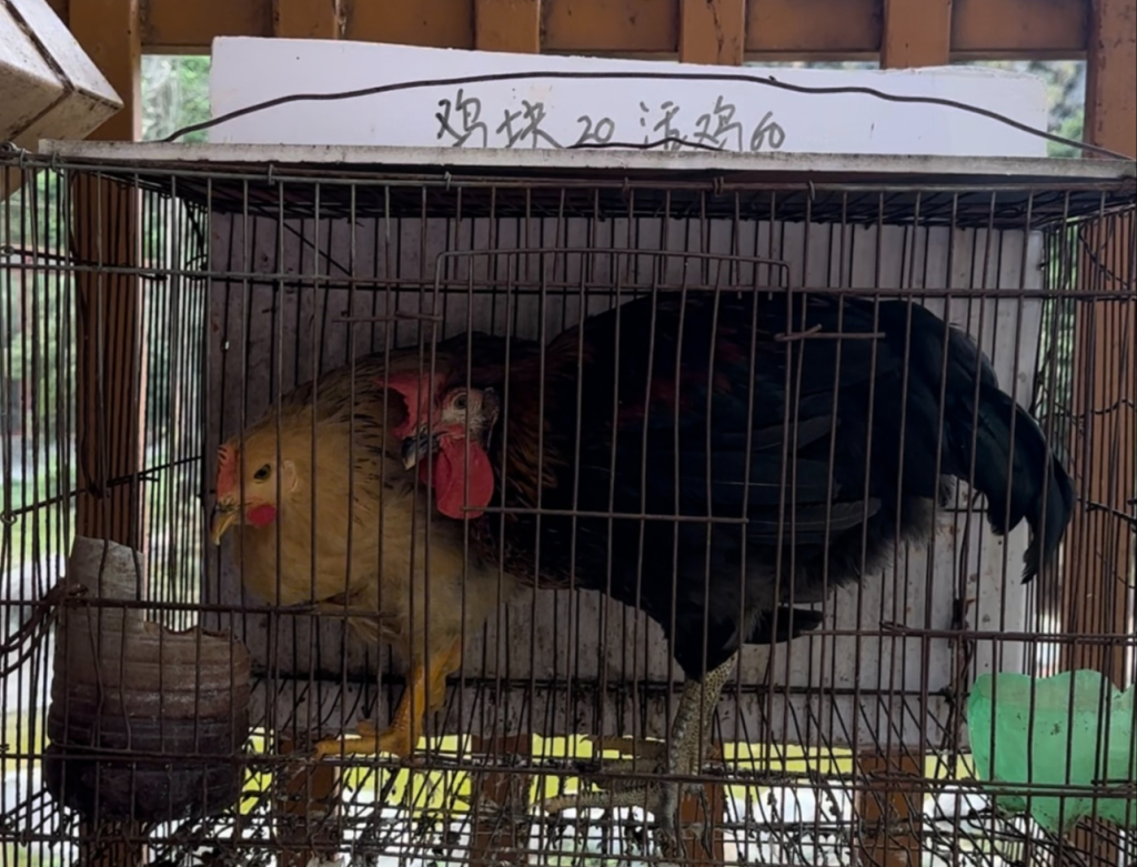 图片加载失败