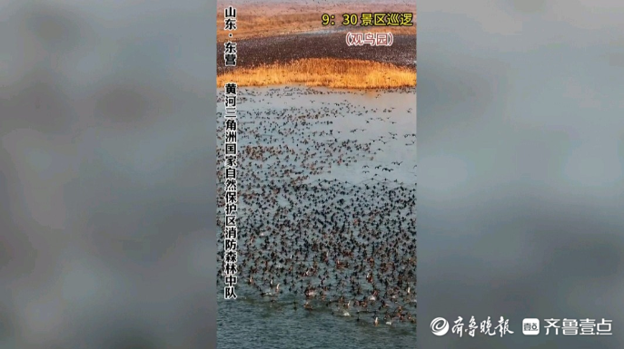 果然视频|湿地无“火”，鸟才“安然”