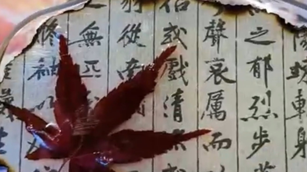果然视频|济南红叶谷景区：迎来赏红最佳时