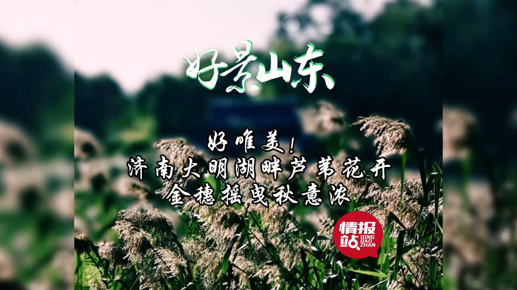 果然视频·好景山东|济南大明湖畔芦苇花开，金穗摇曳秋意浓！