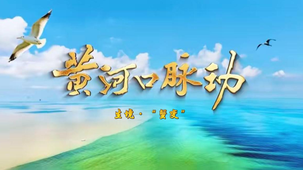 《黄河口脉动》第二集聚焦黄河口大闸蟹的蜕变之路