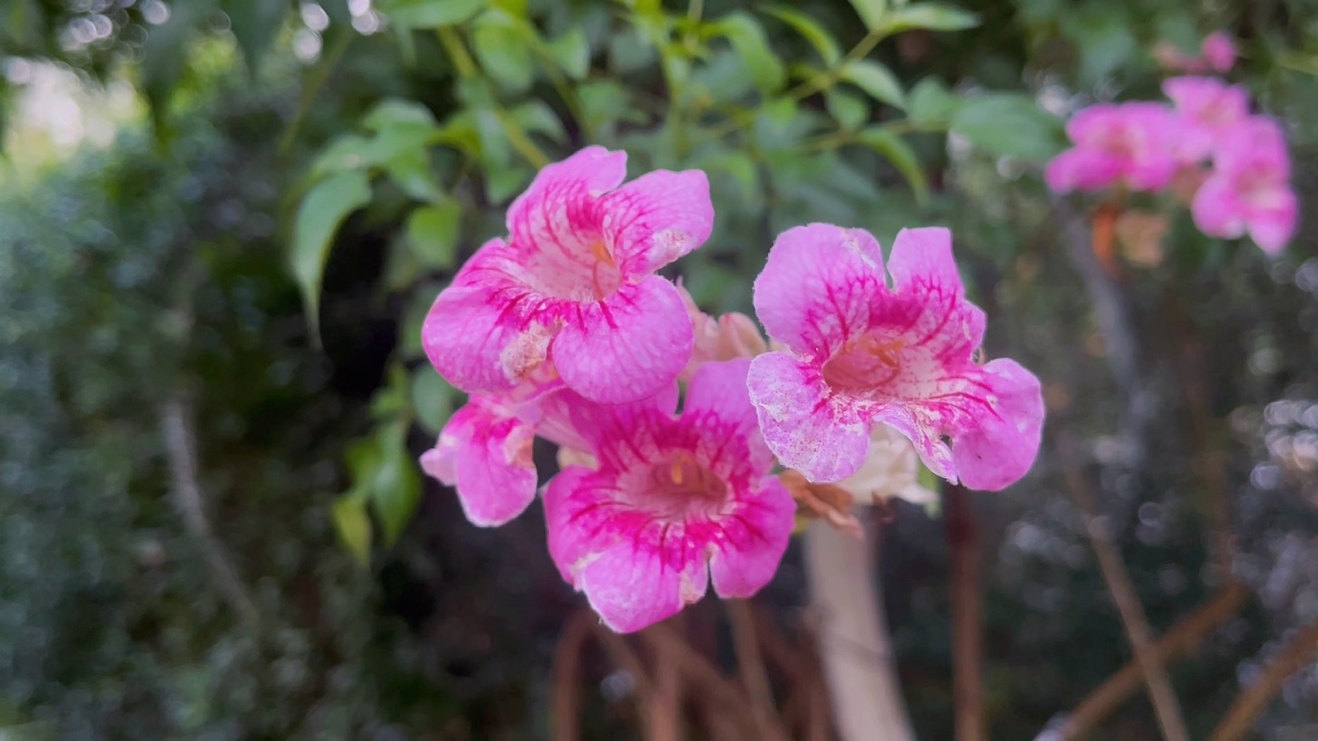 花开不语，自有芳华