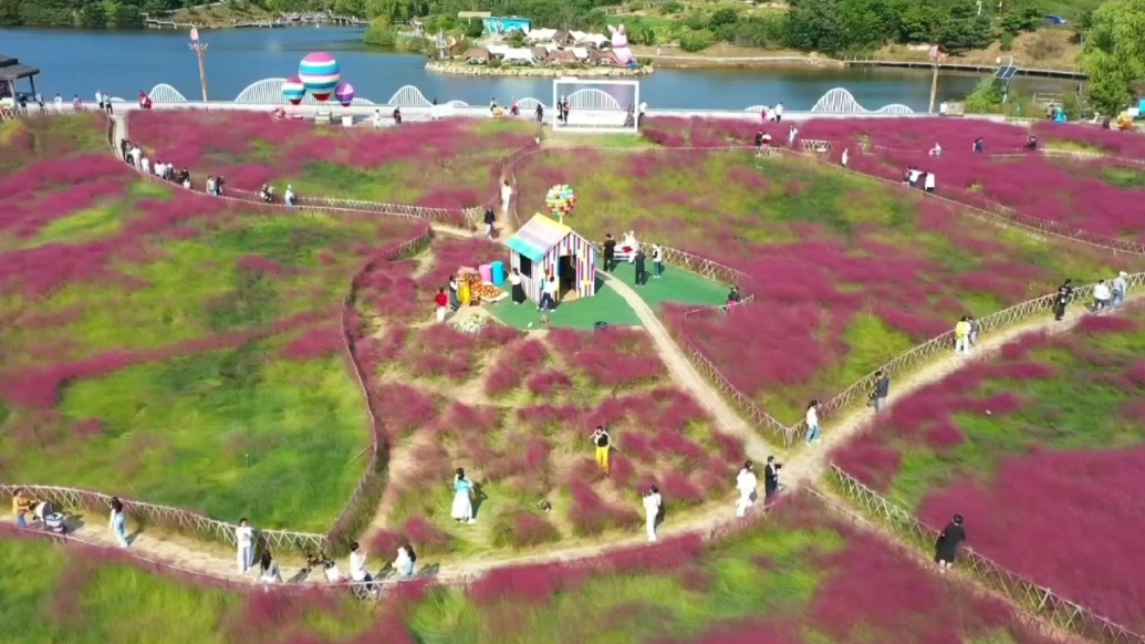 果然视频丨日照市东港区：粉黛花海