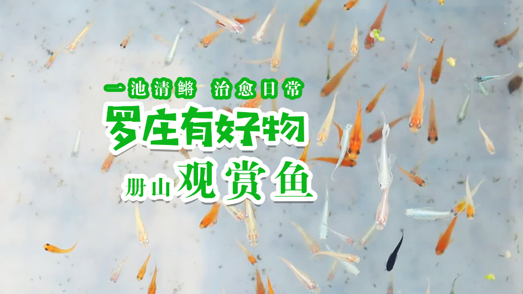果然视频丨罗庄有好物：册山街道鲁鳉渔场 小水产闯出乡村新产业