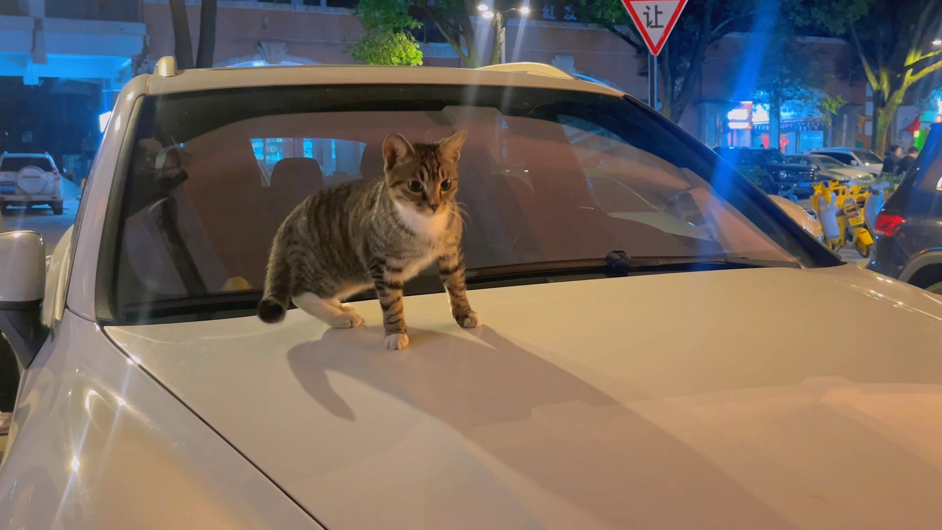 华灯入夜，狸猫闲栖