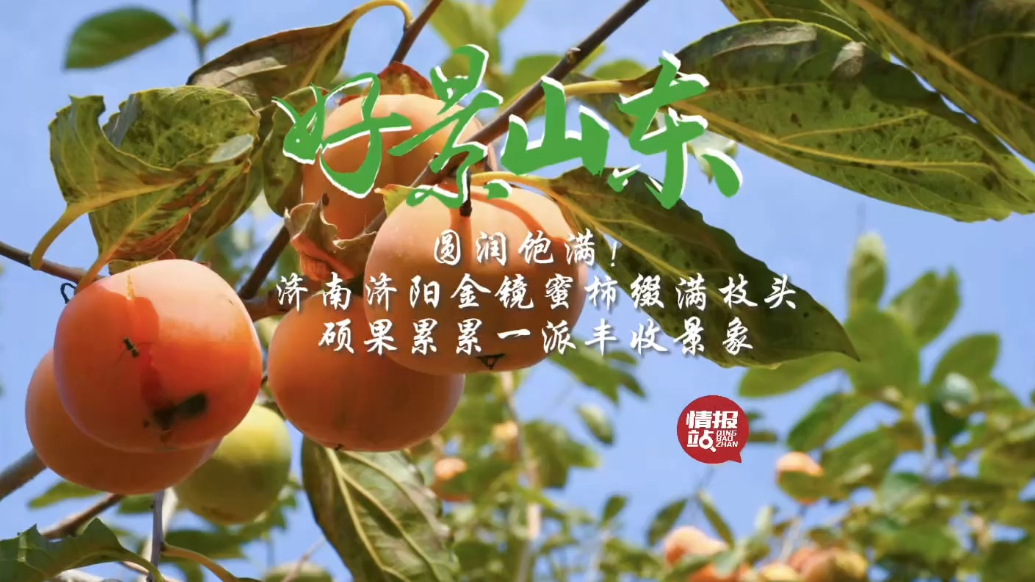 果然视频·好景山东|济南济阳金镜蜜柿迎丰收，硕果累累满枝头