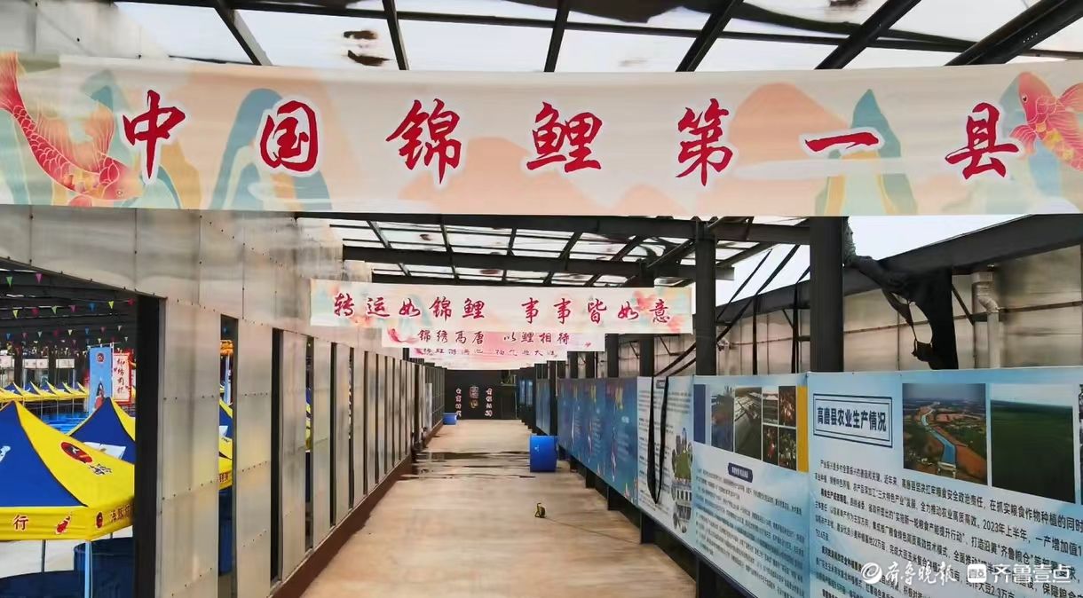 山东高唐：锦鲤跃八届 一尾游世界