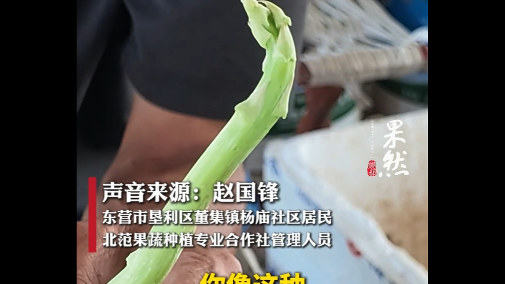 果然视频丨如何分辨最嫩的芦笋？主要看芦笋头