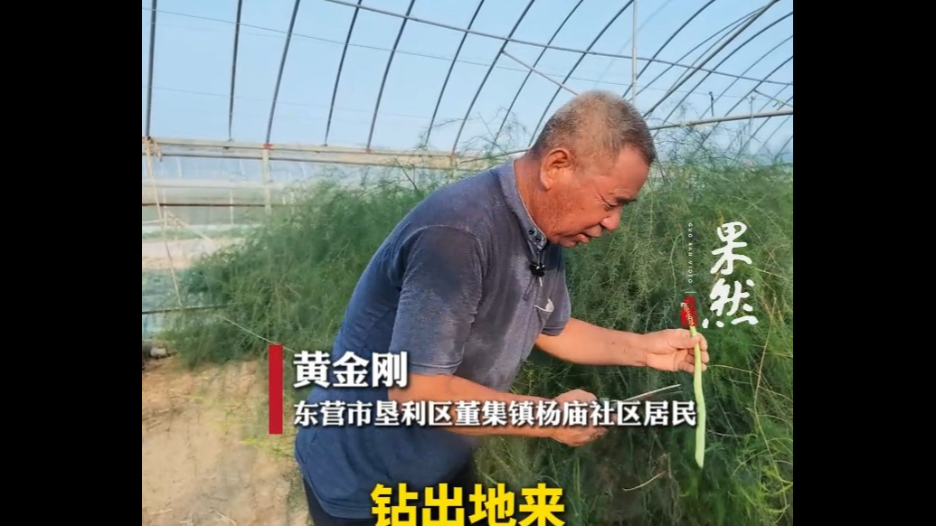 果然视频丨芦笋长得有多快？出土四天就得采，晚一天就老了
