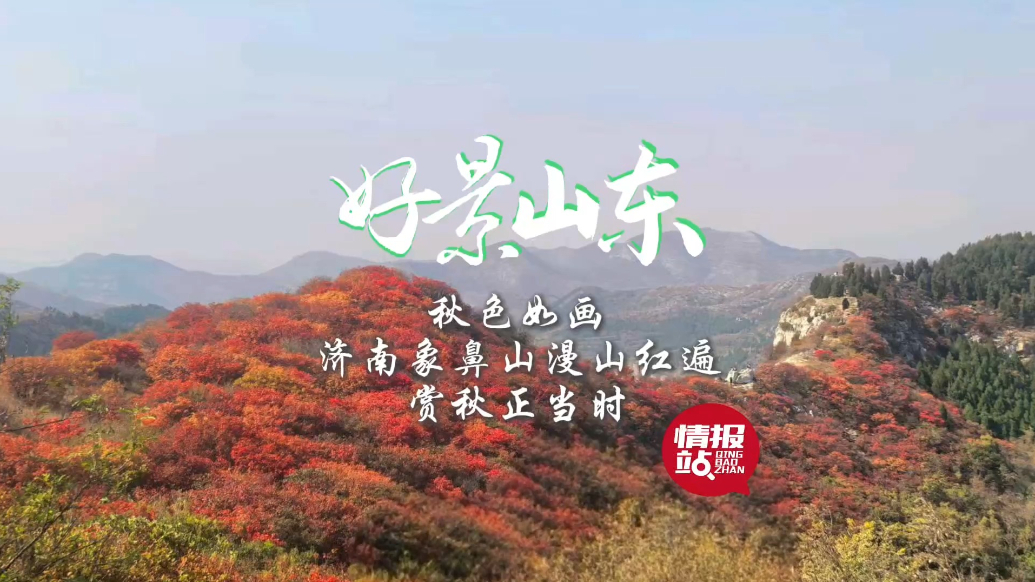 果然视频·好景山东|济南象鼻山漫山红遍秋色如画，赏秋正当时！