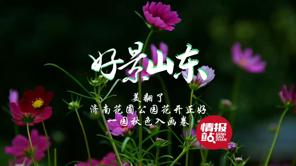 果然视频·好景山东|济南花圃公园花开正好，一园秋色入画卷！