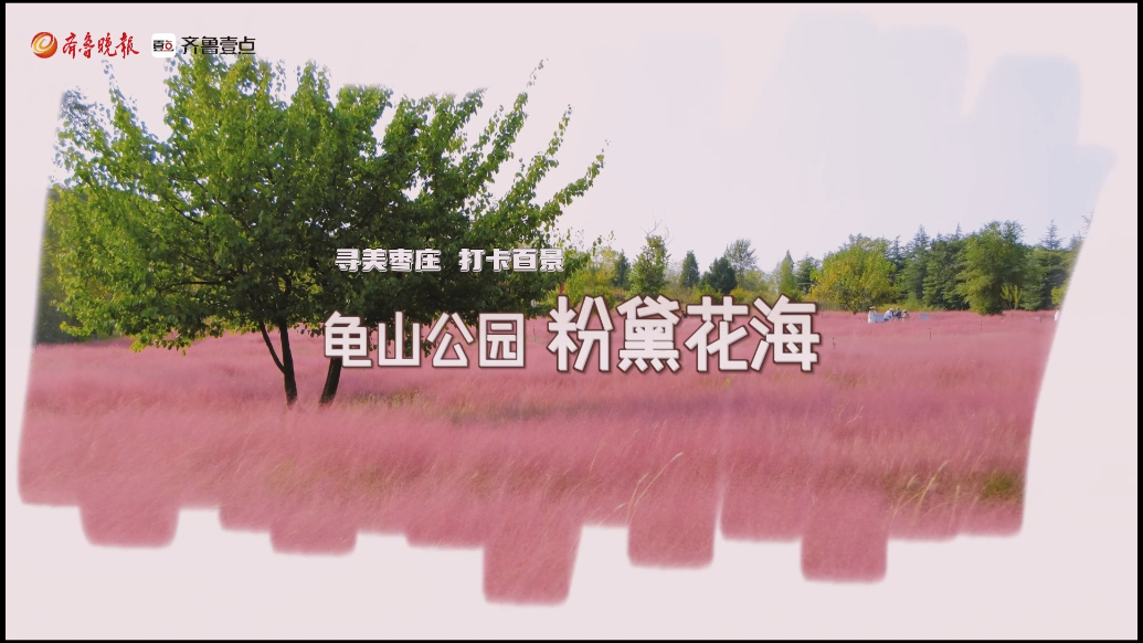  寻美枣庄・打卡百景｜龟山公园粉黛花海