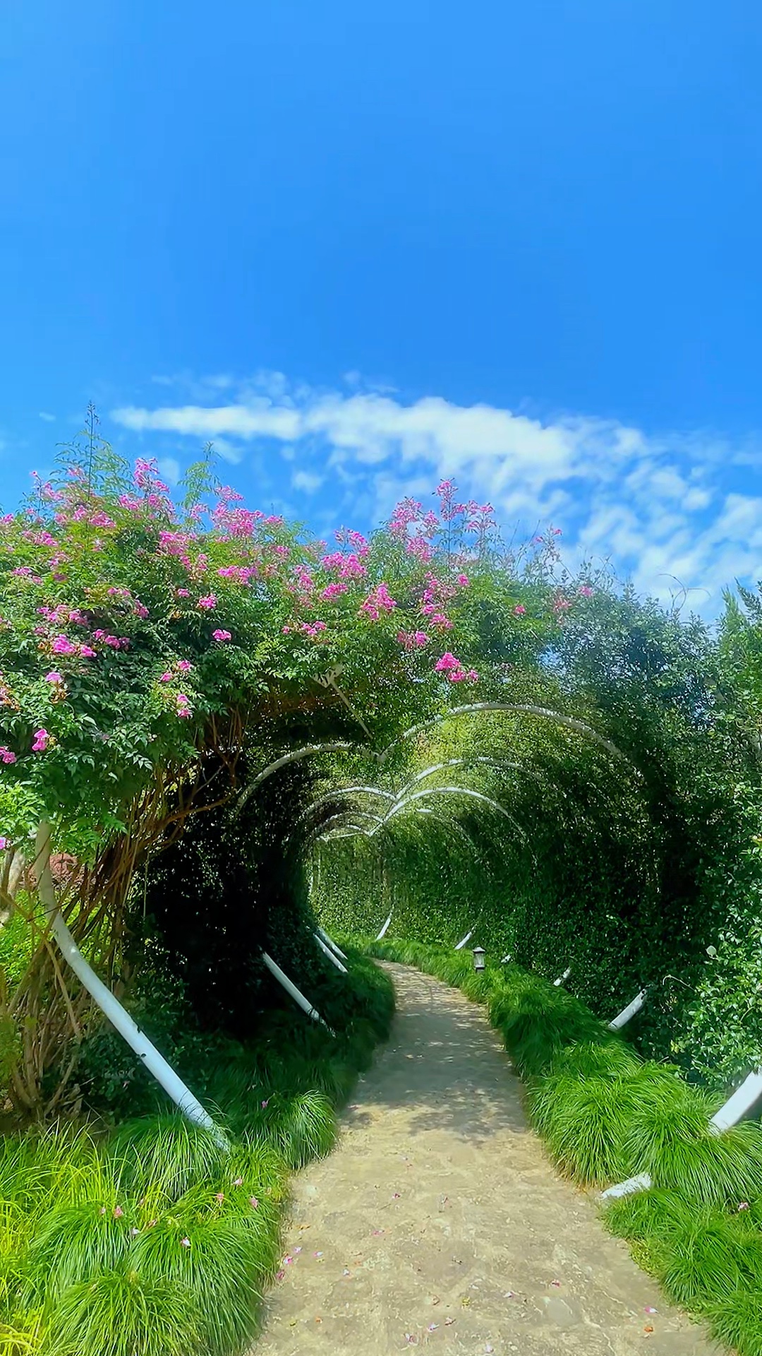 幽径寻芳，晴云漫卷