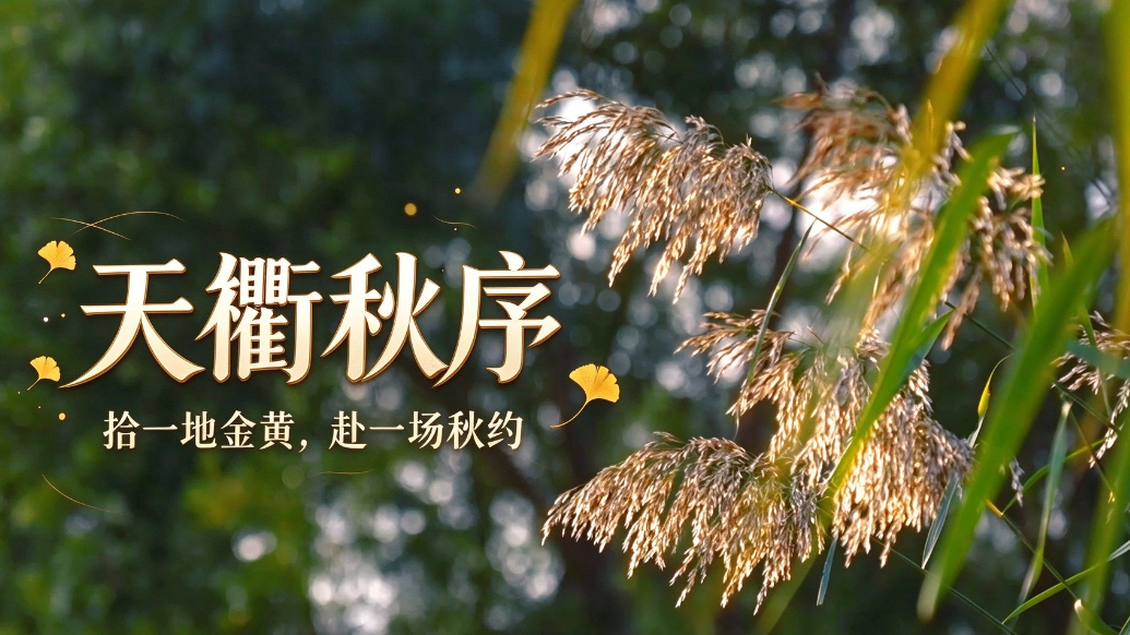 天衢秋序｜拾一地金黄，赴一场秋约