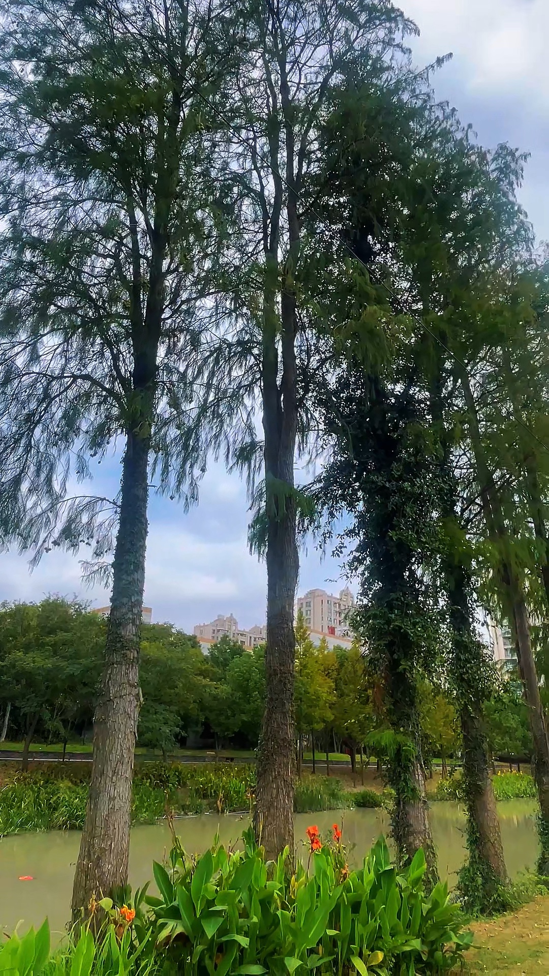 树承风雨，藤逐天光
