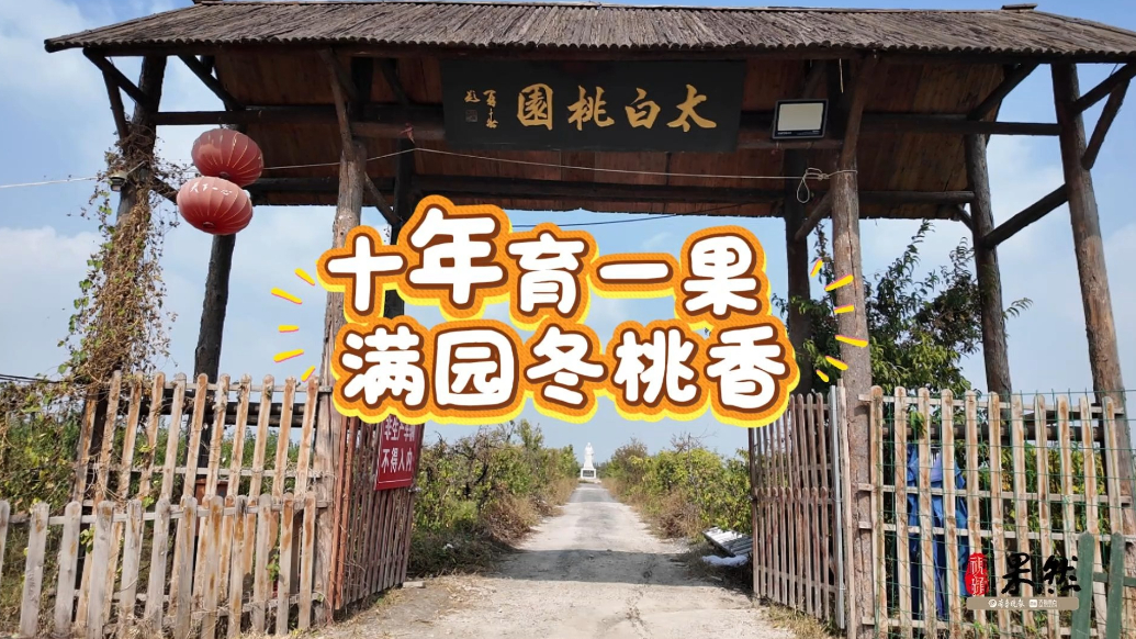 果然视频|又是一年，济宁太白湖新区冬桃脆甜正当时