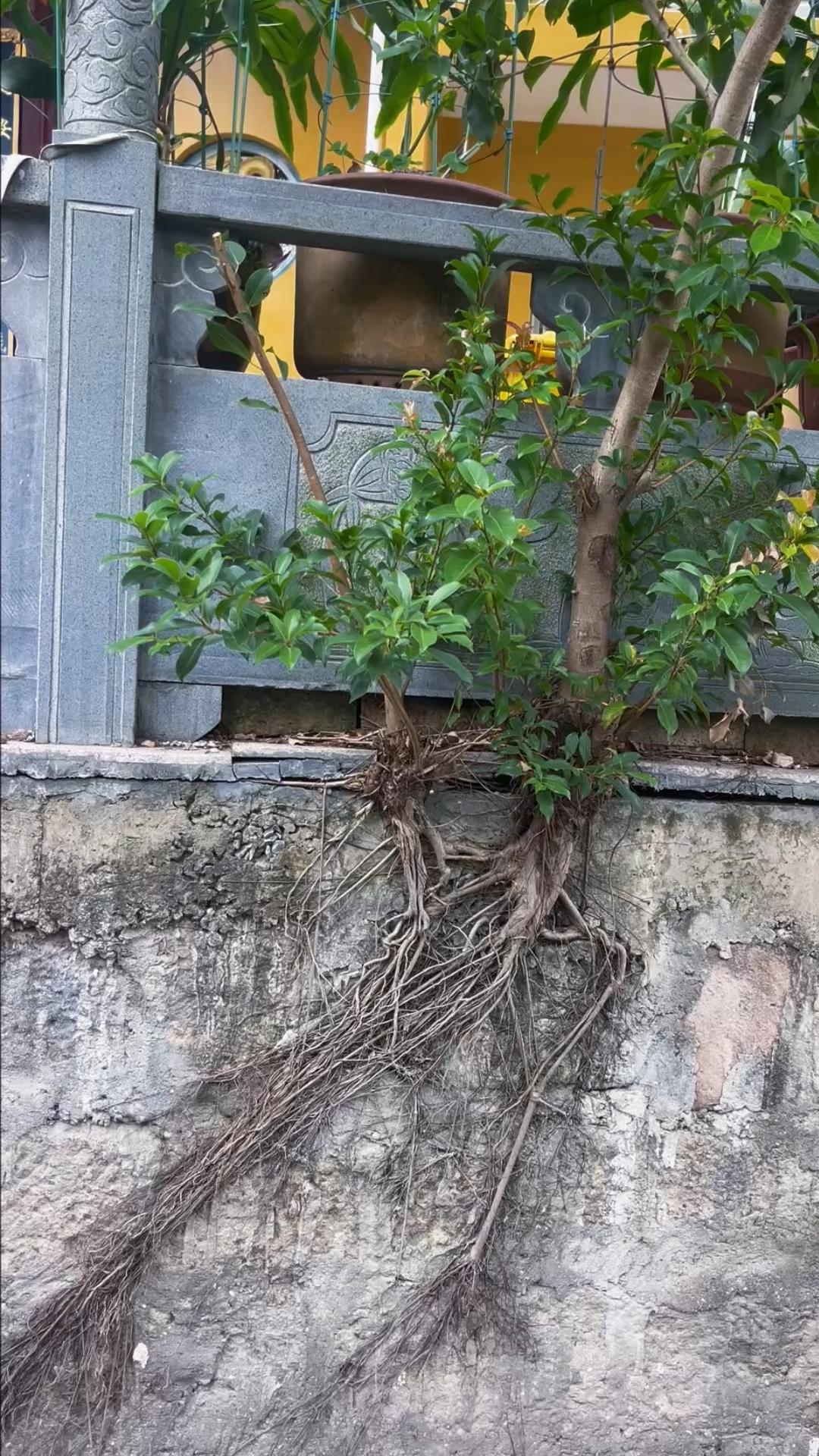  根枝两相见，茁壮向云天