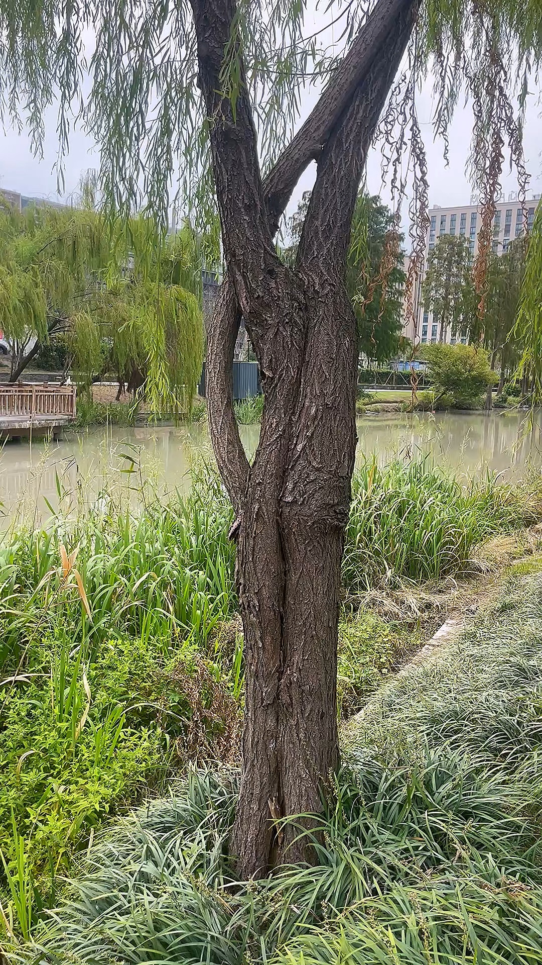 虬枝交挽，共赏清欢