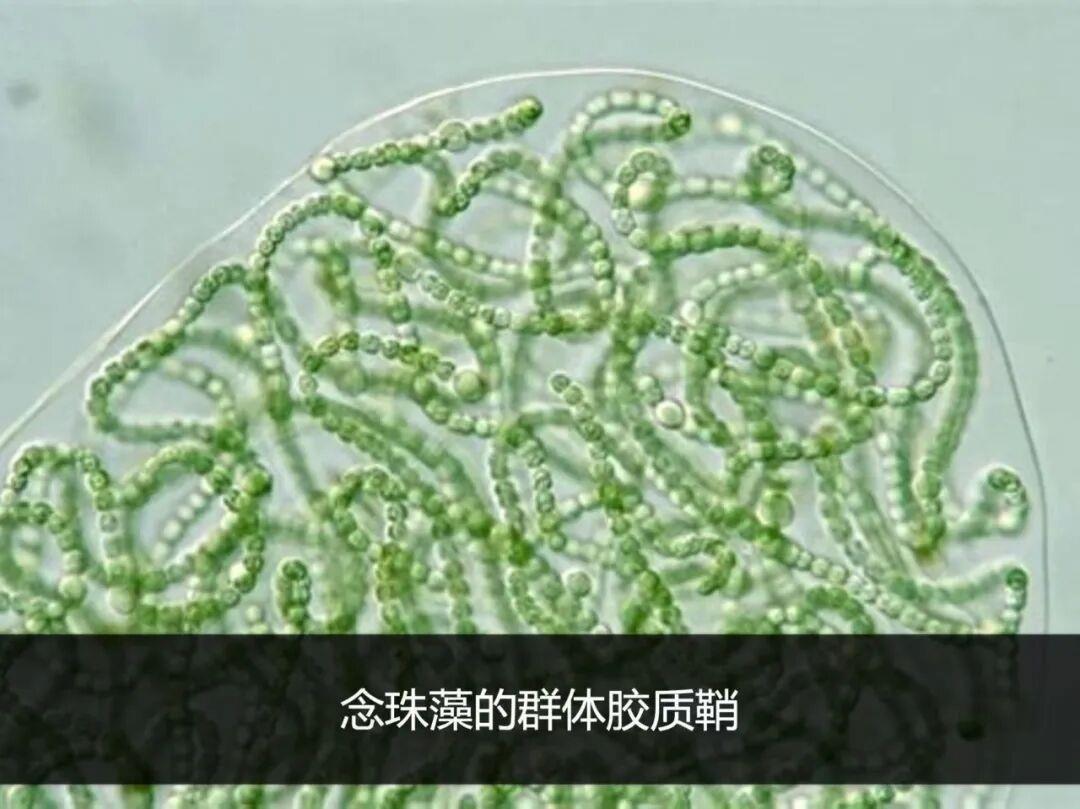 图片加载失败