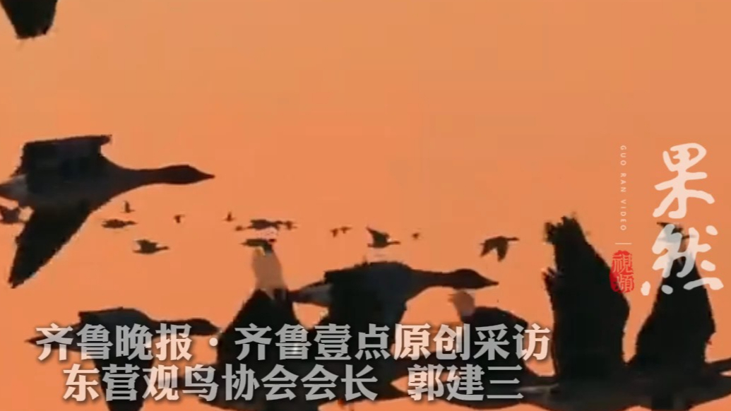 果然视频|东营的生态答卷，鸟是阅卷人