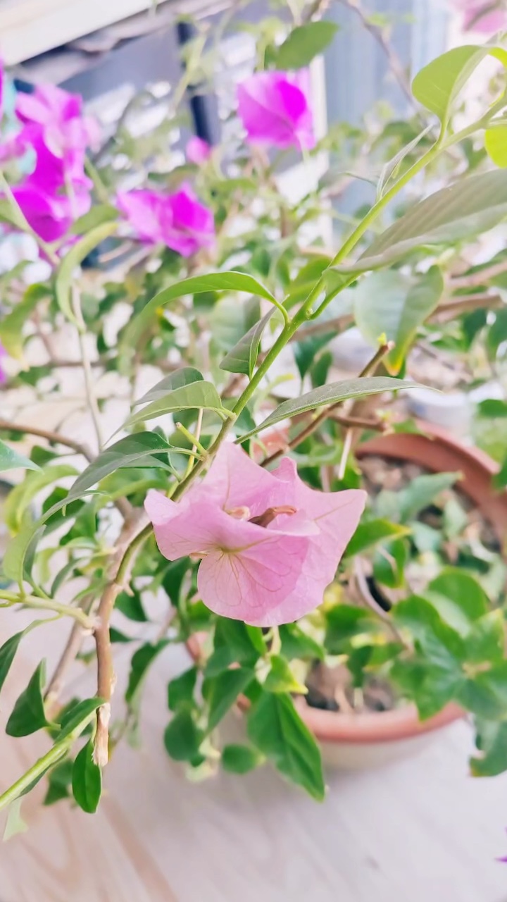 一花一草一世界，平平凡凡度人生.视频伊人