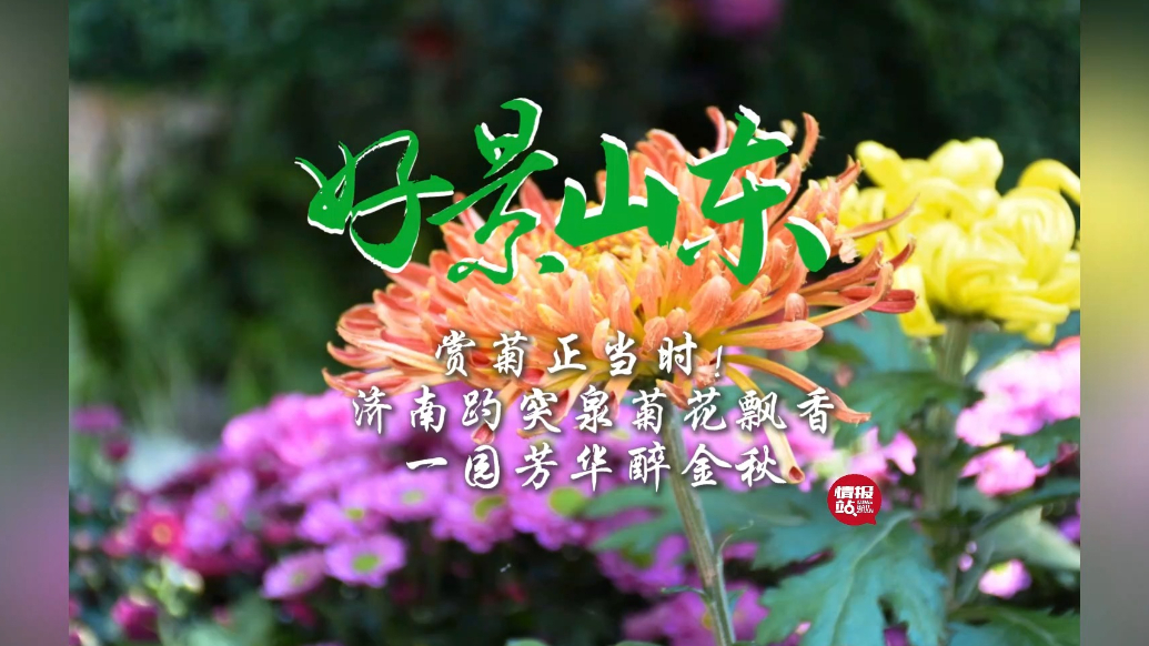 果然视频·好景山东|济南趵突泉畔菊花飘香，一园芳华醉金秋！