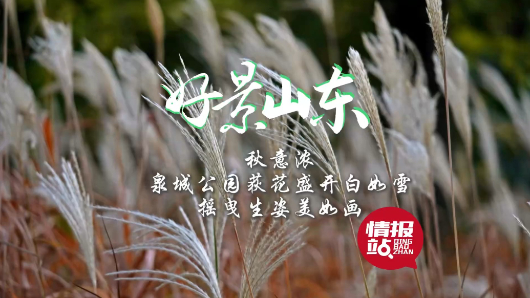 果然视频·好景山东|泉城公园荻花盛开白如雪，摇曳生姿美如画！