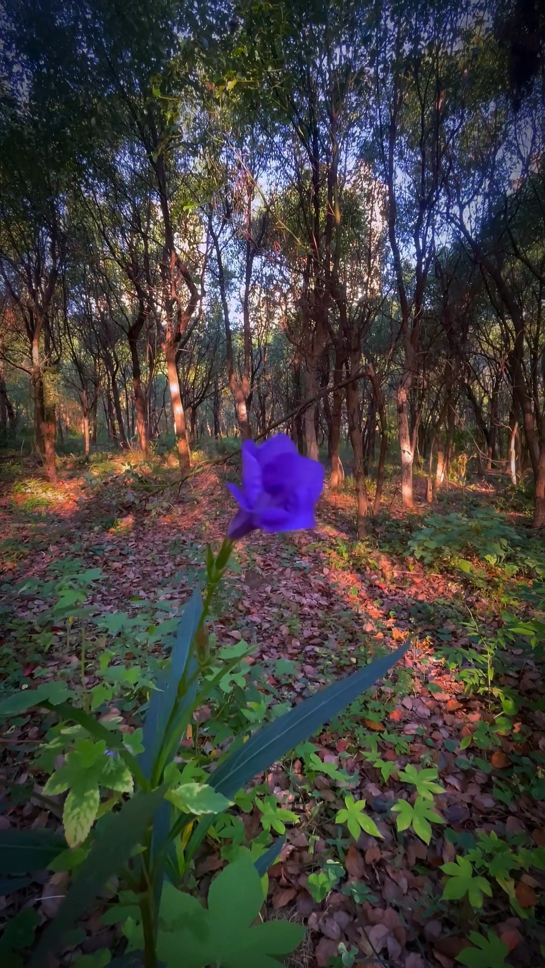 独怜幽花林间生