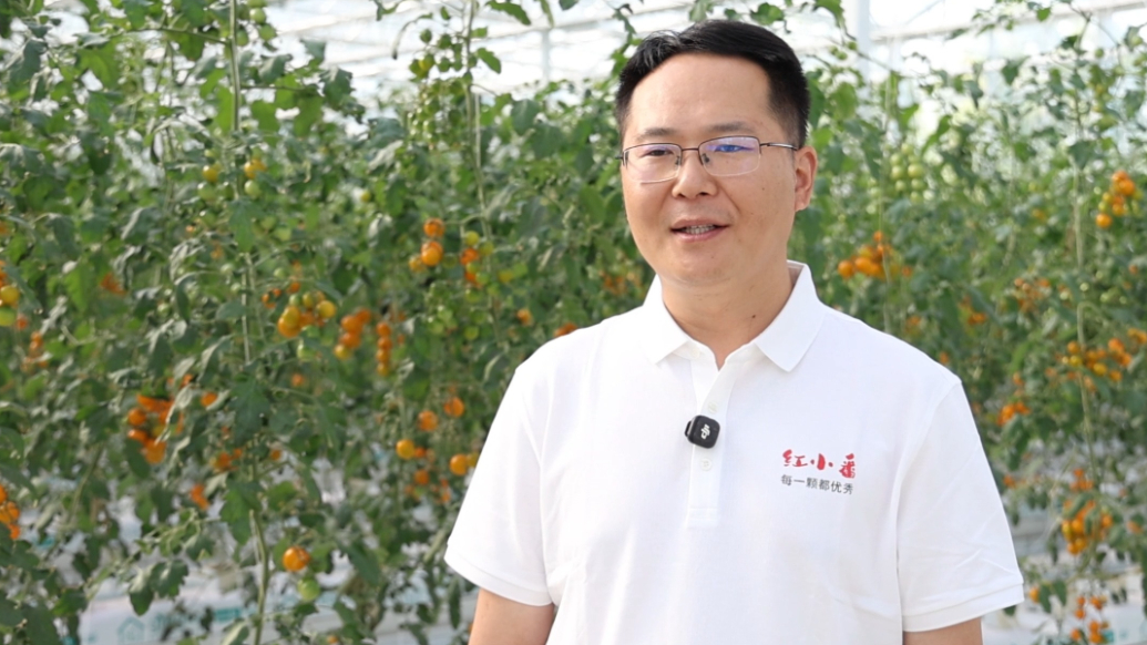山亭新农人袁权：深耕番茄制种 赋能乡村共富