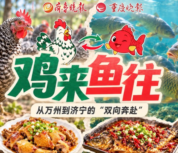 2026年，东西部协作迎来30周年。一只鸡从山东到重庆，一条鱼从重庆到山东，两条方向相反的线，画出的是同一个圆——在两地之间，汶上芦花鸡和万州烤鱼两条产业链，正以“对流”的方式讲述着新故事。