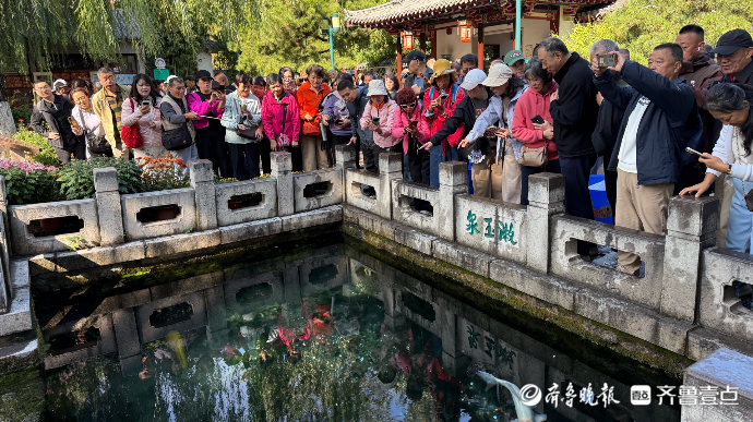 果然视频｜高唐锦鲤安家趵突泉，农文旅融合焕新彩
