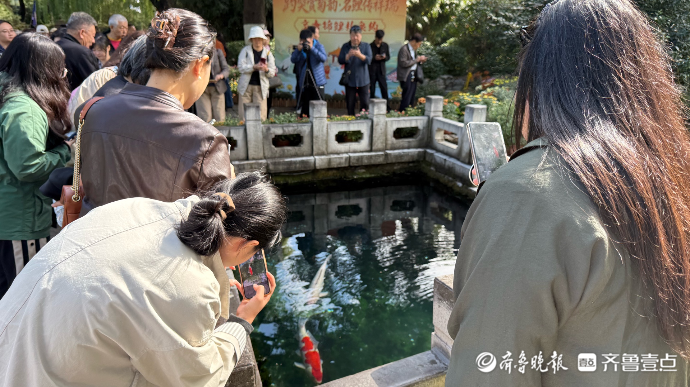 果然视频｜产业结对显成效，市中区牵线高唐锦鲤进驻天下第一泉
