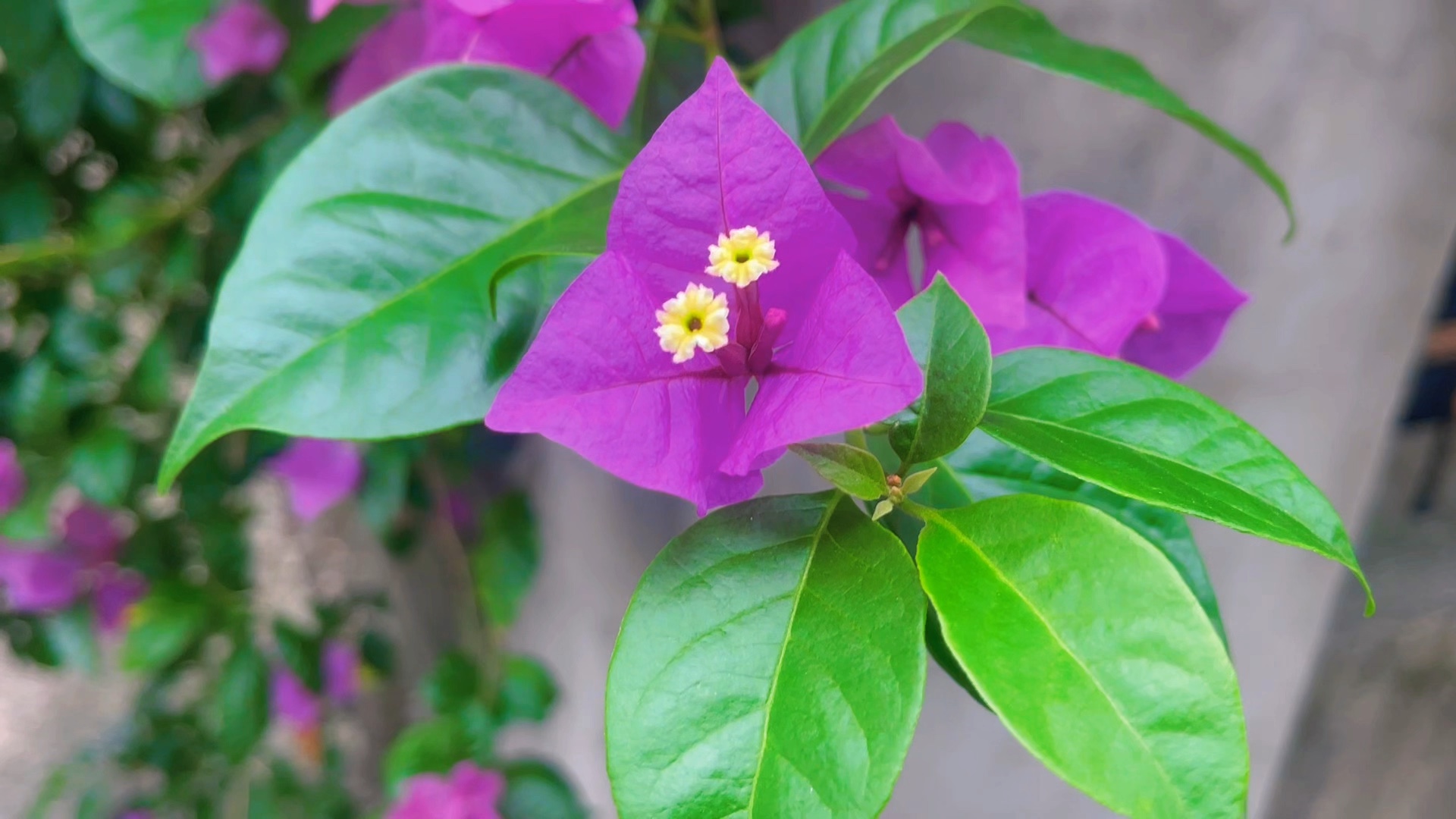 紫苞藏蕊