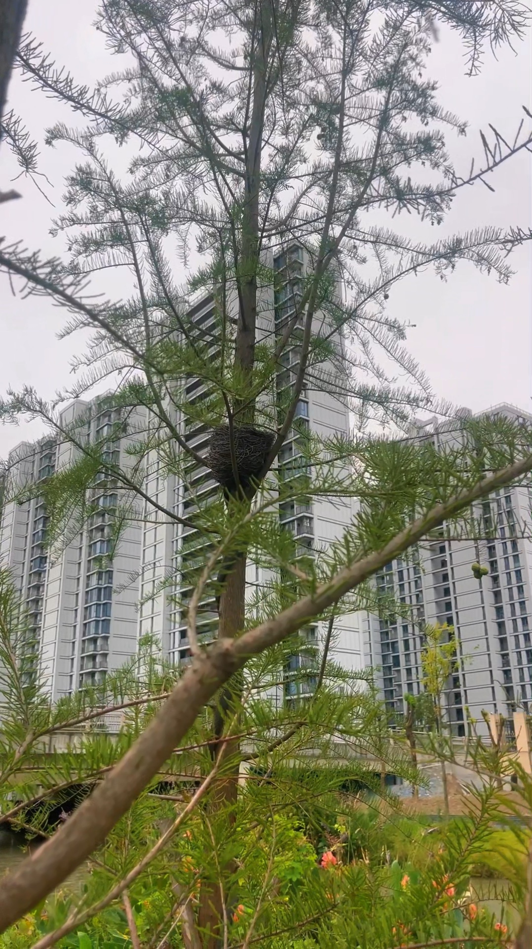 枝间栖巢
