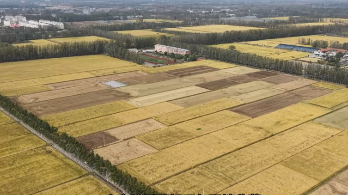 视听山东|台儿庄区邳庄镇水稻进入集中收割期
