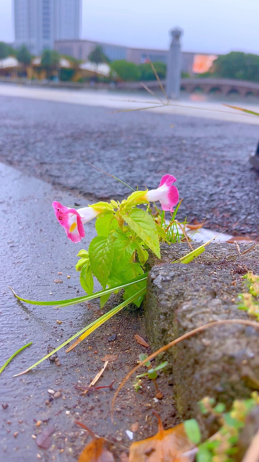 石缝生花，微雨含香