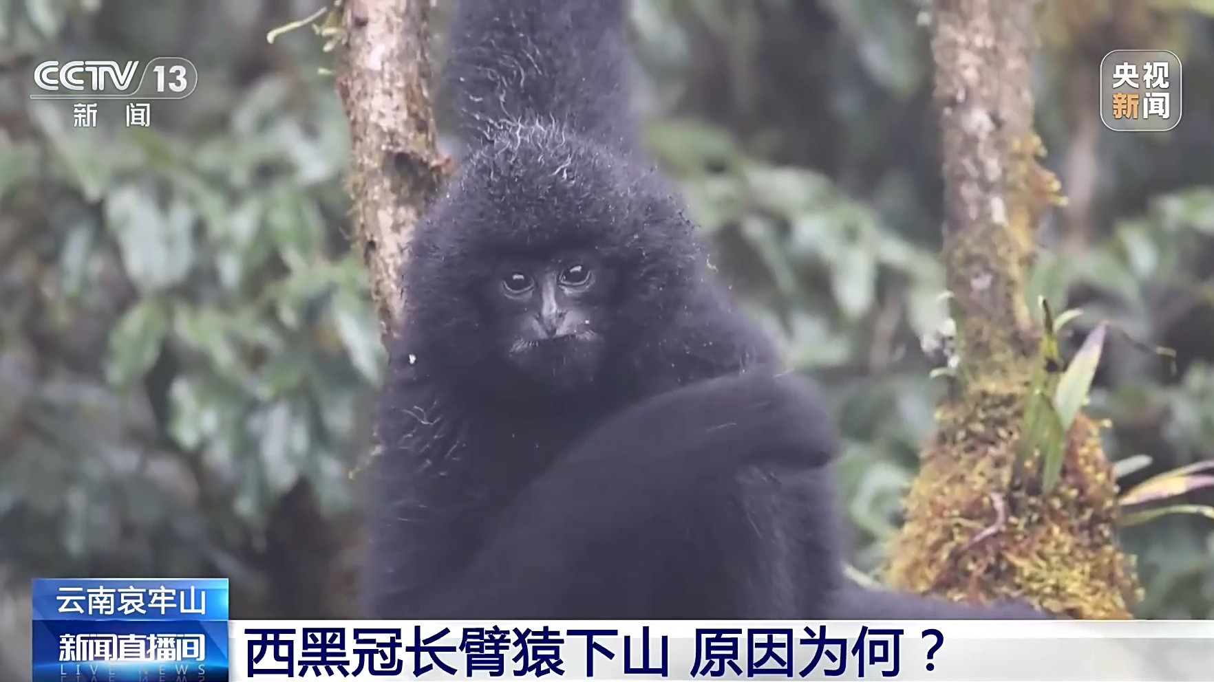 这只西黑冠长臂猿为何主动靠近游客？竟是因为这种自然行为
