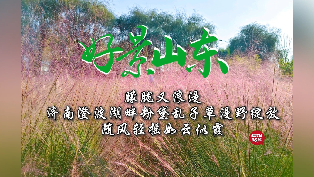 果然视频·好景山东|济南澄波湖畔粉黛乱子草，漫野绽放如云似霞
