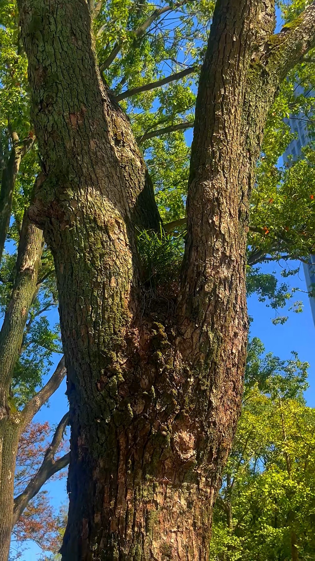 老树怀青