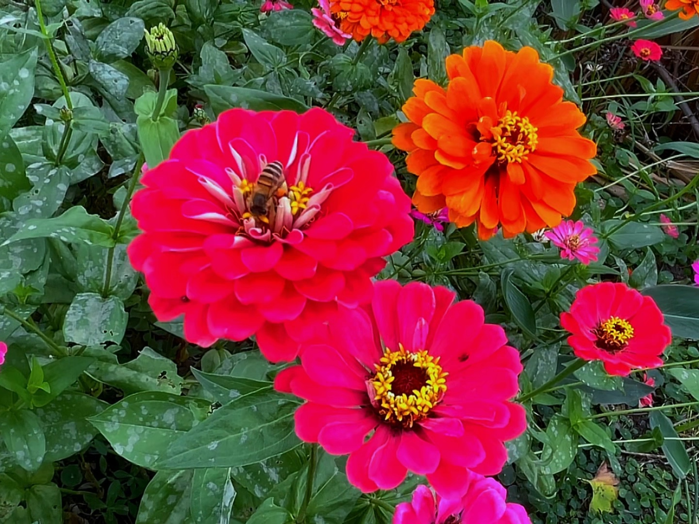 花语蜂忙
