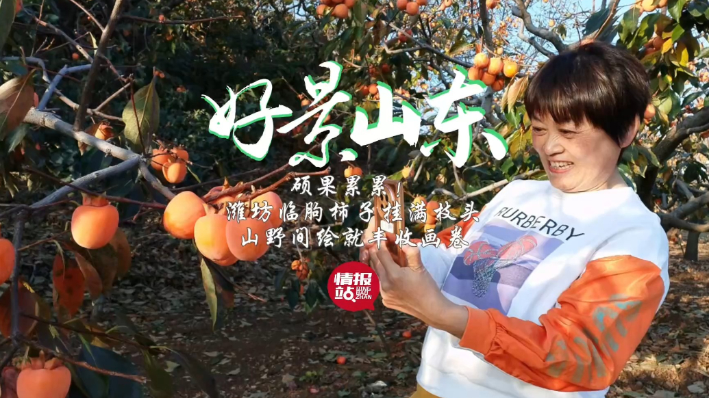 果然视频·好景山东|潍坊临朐柿子挂满枝头，灿灿金果醉了秋光！