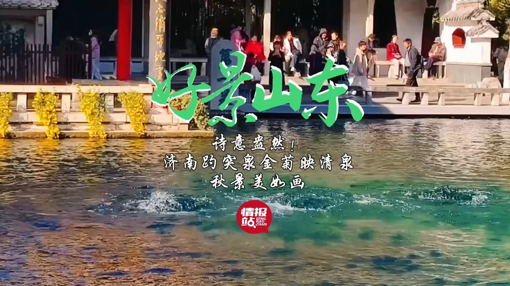 果然视频·好景山东|诗意盎然！济南趵突泉金菊映清泉秋景美如画