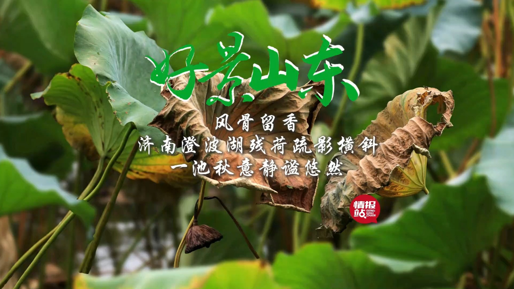 果然视频·好景山东|济南澄波湖残荷疏影横斜，风骨留香静谧悠然