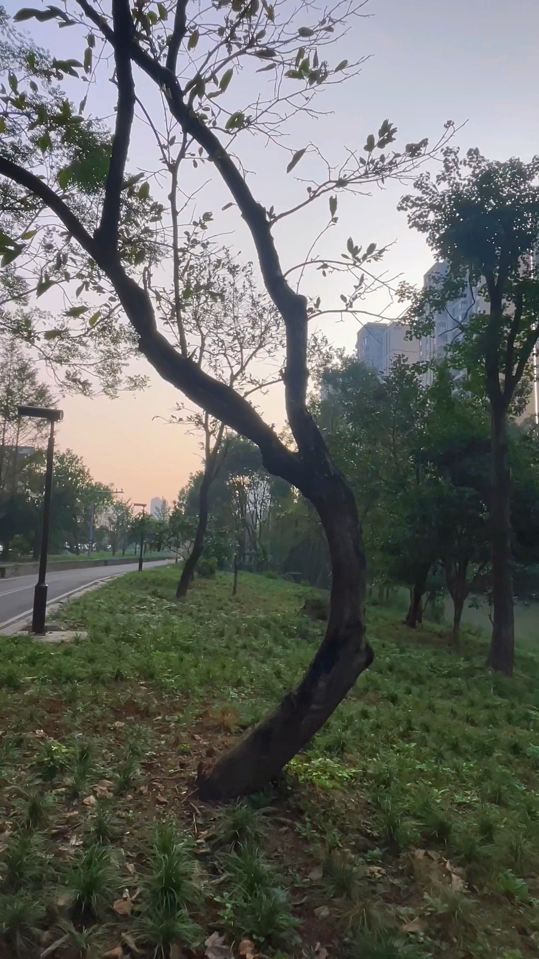曲躯如舞，疏枝沐昏