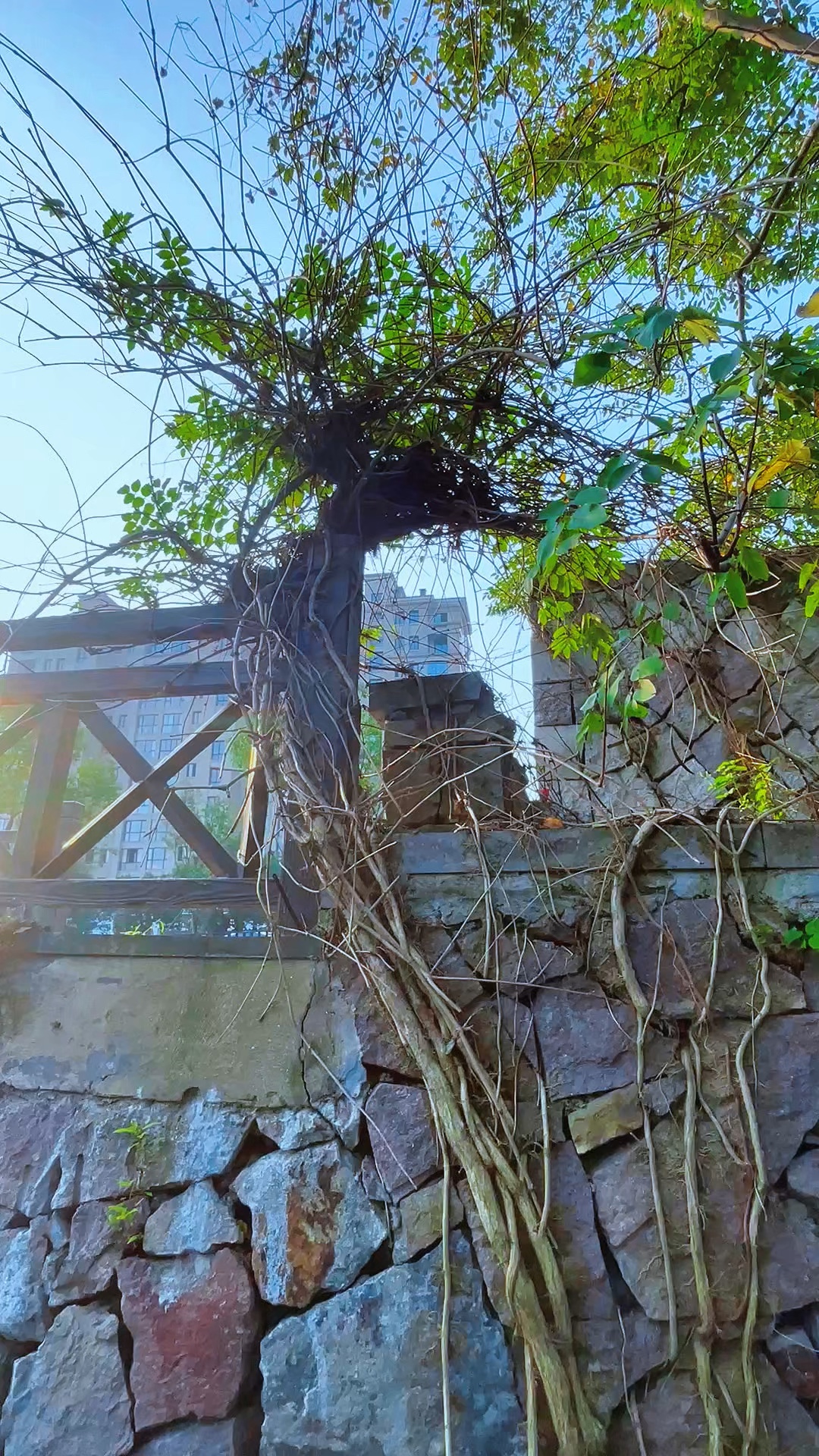 虬根盘石，柔蔓凌空